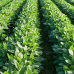 soybeans_