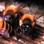 honeybees_sq