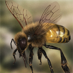 honeybeePB