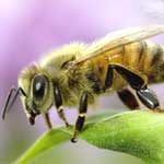 honeybee150