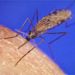 Anopheles_mosquito_malaria_150