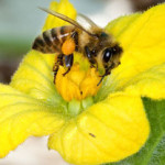 honeybee_bee_watermellon_flower